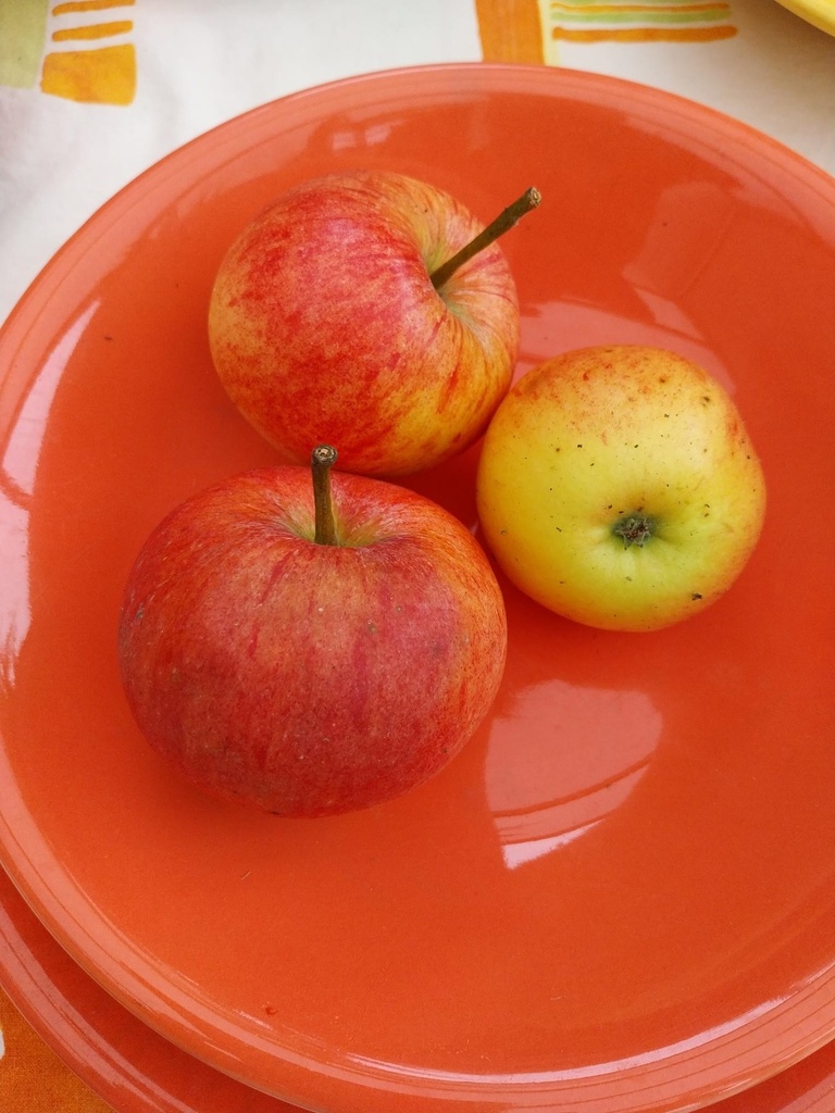 [APJGRHA26] APPELBOOM  'JAMES GRIEVE' HALFSTAM (M26, Blote wortel, 6-8 cm)
