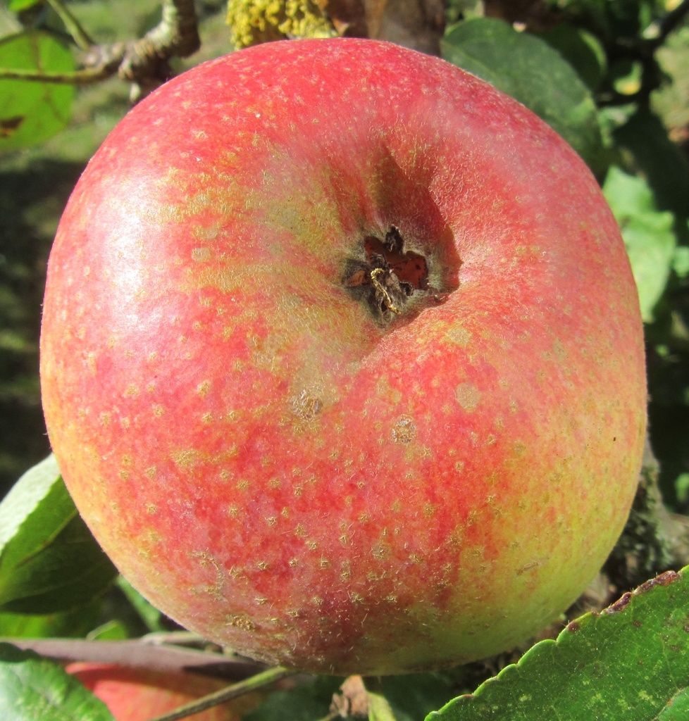[APJMU29] APPELBOOM  'JOSEPH MUSCH' RGF LAAGSTAM (M9, Blote wortel)