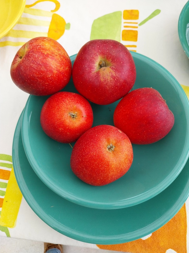 APPELBOOM  'LA PAIX' RGF LAAGSTAM