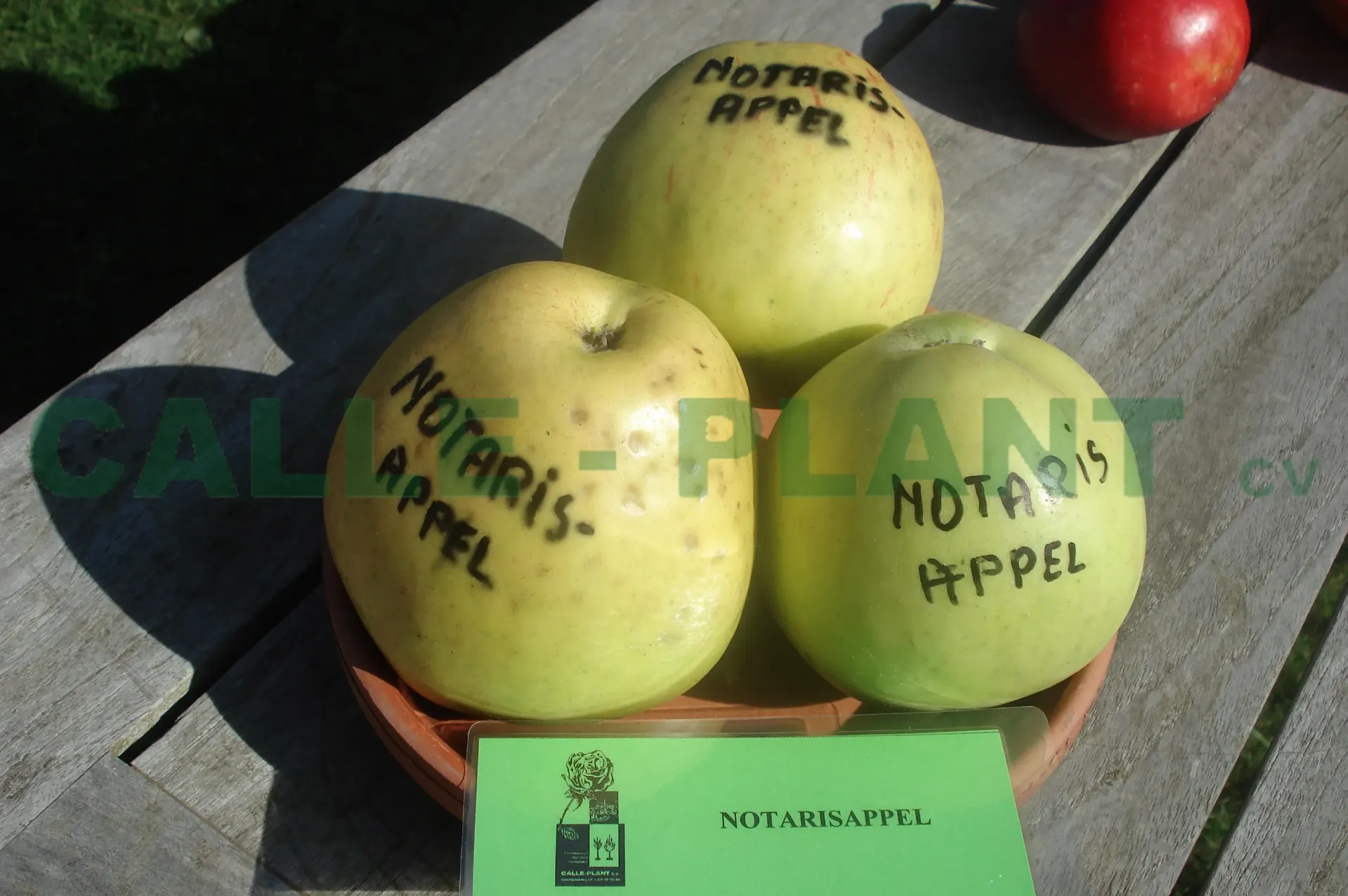 APPELBOOM  'NOTARISAPPEL' JAARSE SNOER