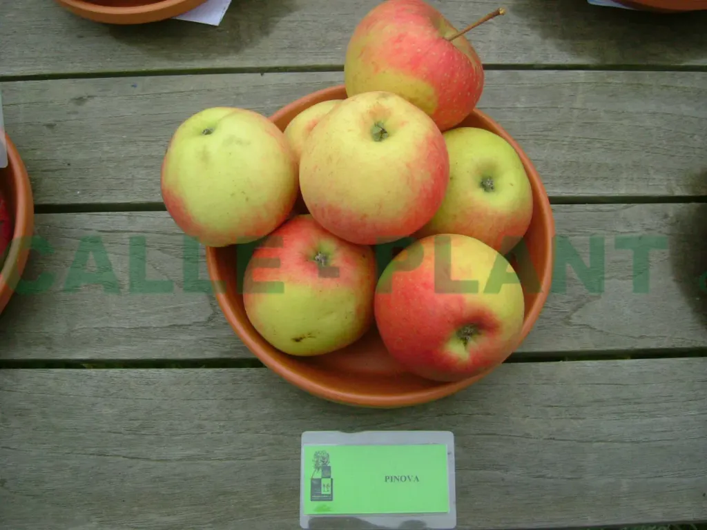 [APPI29] APPELBOOM  'PINOVA' LAAGSTAM (M9, Blote wortel)