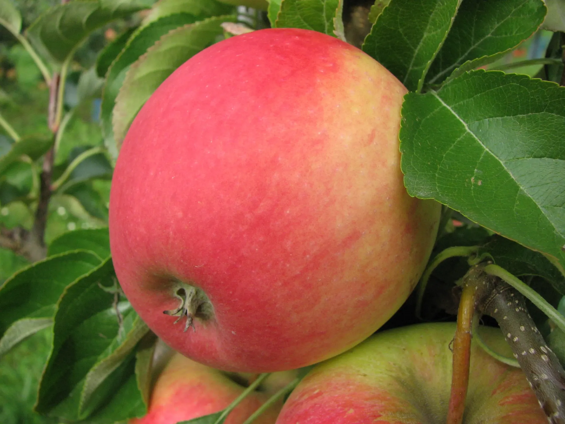 APPELBOOM  'PINOVA' HALFSTAM