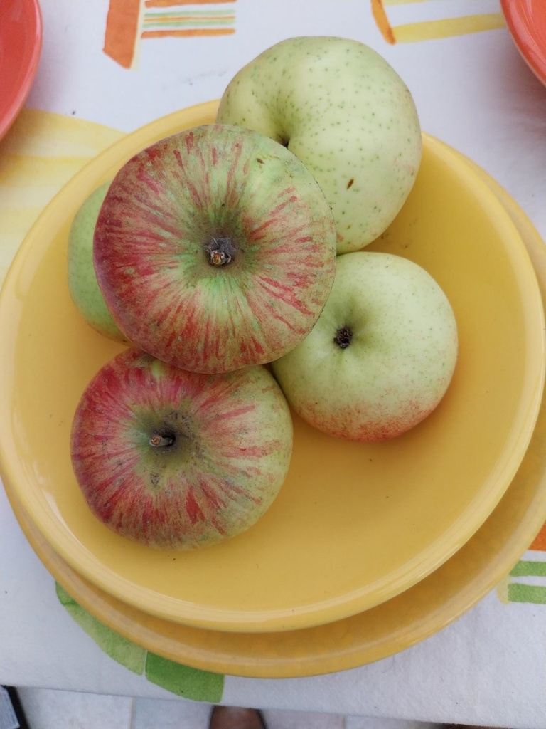 [APPRO29] APPELBOOM  'PRESIDENT ROULIN' RGF LAAGSTAM (M9, Blote wortel)