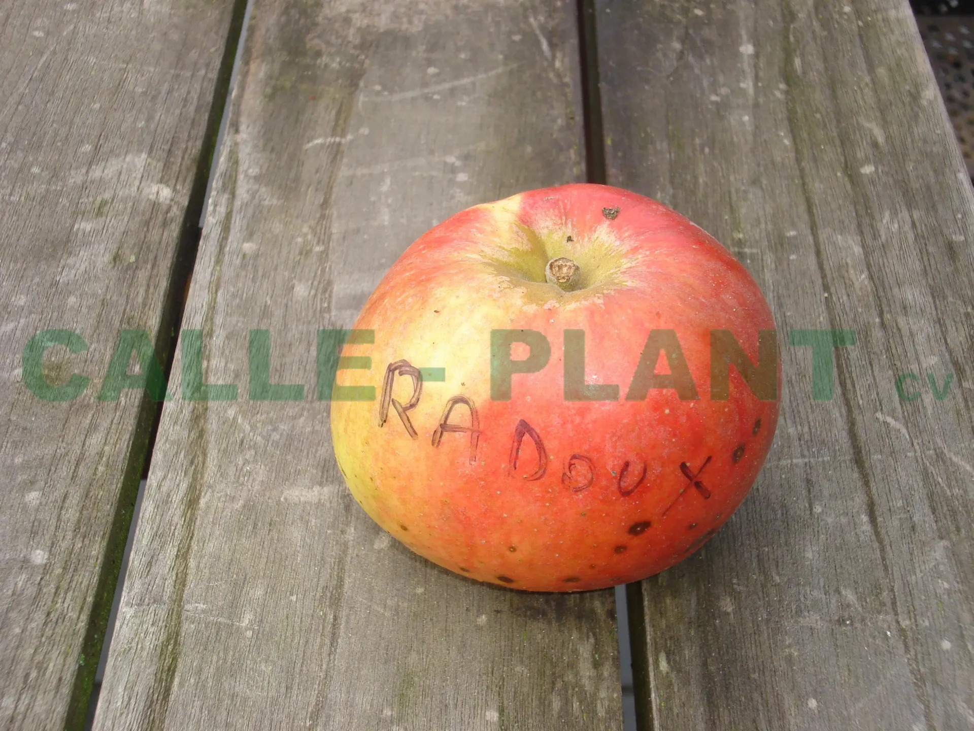 POMMIERSBOOM  'RADOUX' RGF BASSE-TIGE