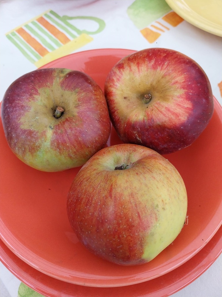APPELBOOM  'WINTERRAMBOUR' HALFSTAM