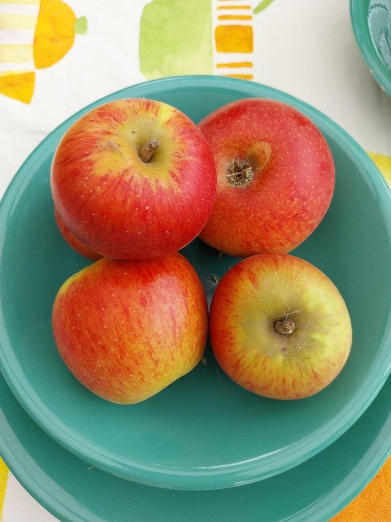 [APRRE29] APPELBOOM  'REINE DES REINETTES' LAAGSTAM (M9, Blote wortel)