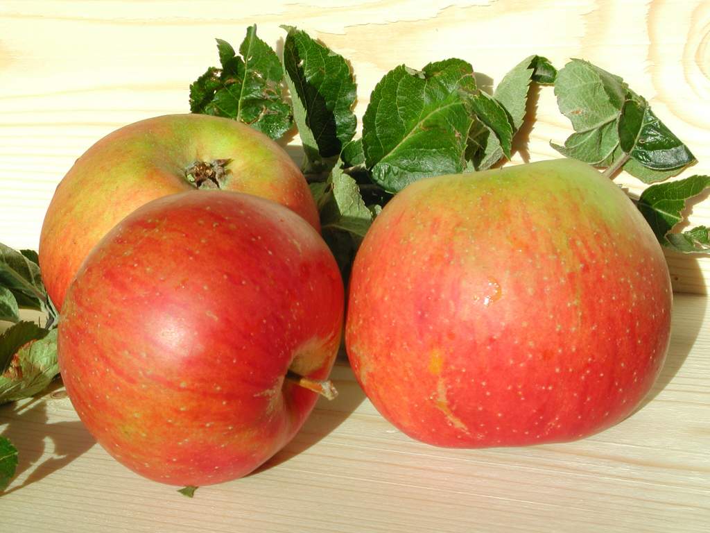 APPELBOOM  'REINETTE DE BLENHEIM' RGF HOOGSTAM