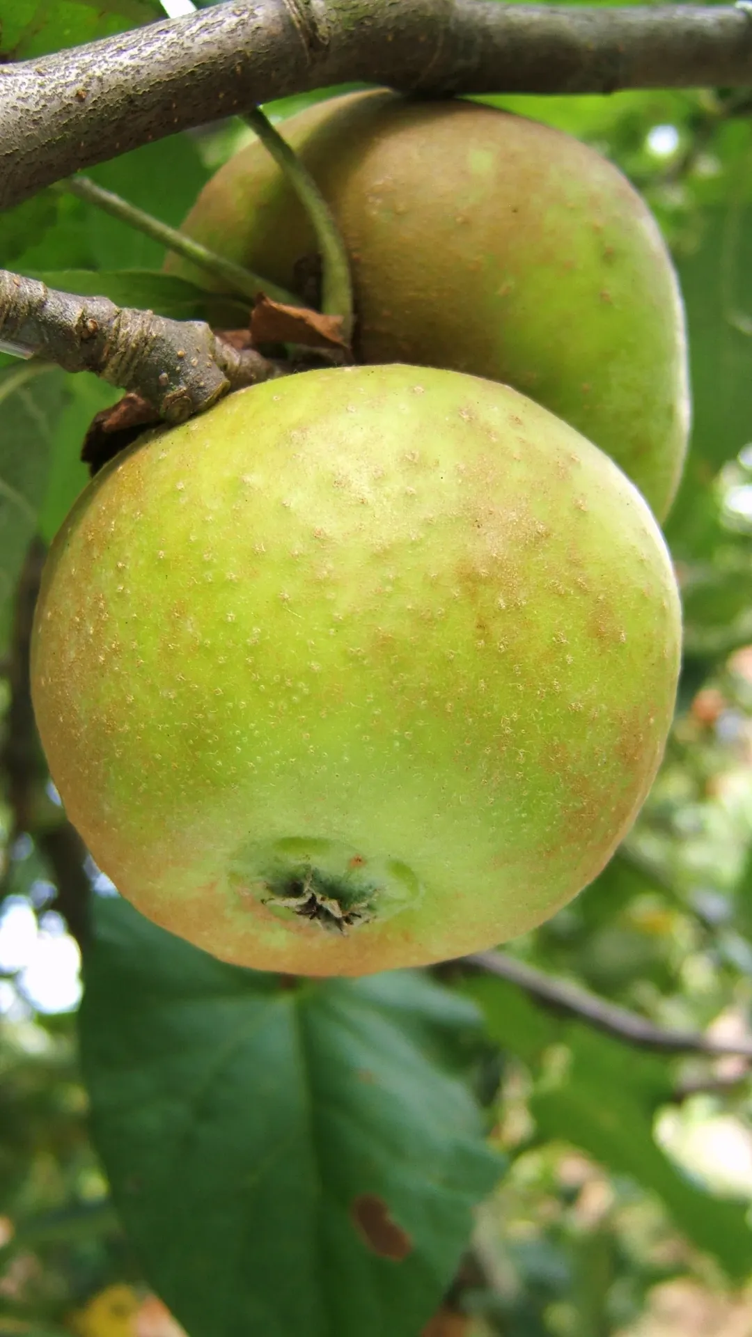 APPELBOOM  'FRANSE RENET' HALFSTAM