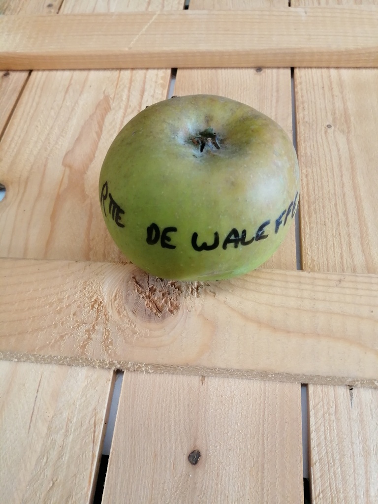 [APRWA29] POMMIERSBOOM  'REINETTE DE WALEFFE' RGF BASSE-TIGE (M9, Racines nues)
