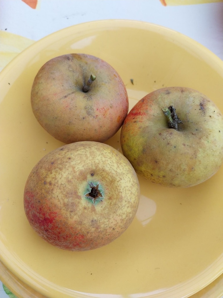 APPELBOOM  'REINETTE DESCARDRE' HOOGSTAM