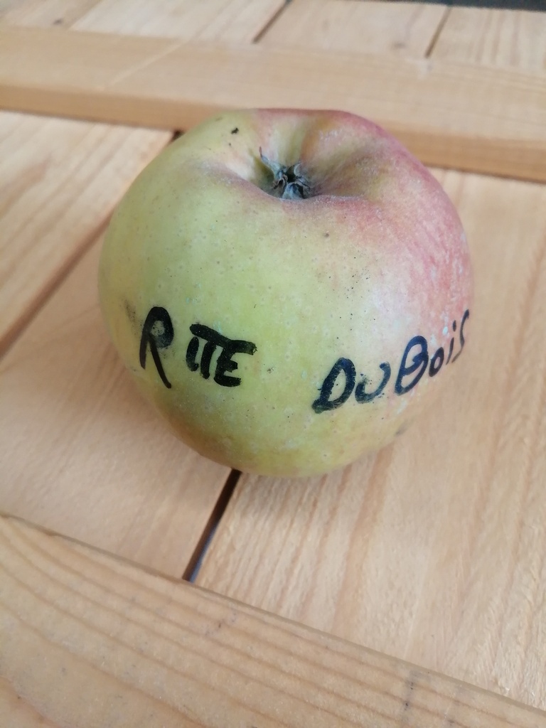 APPELBOOM  'REINETTE DUBOIS' RGF HALFSTAM