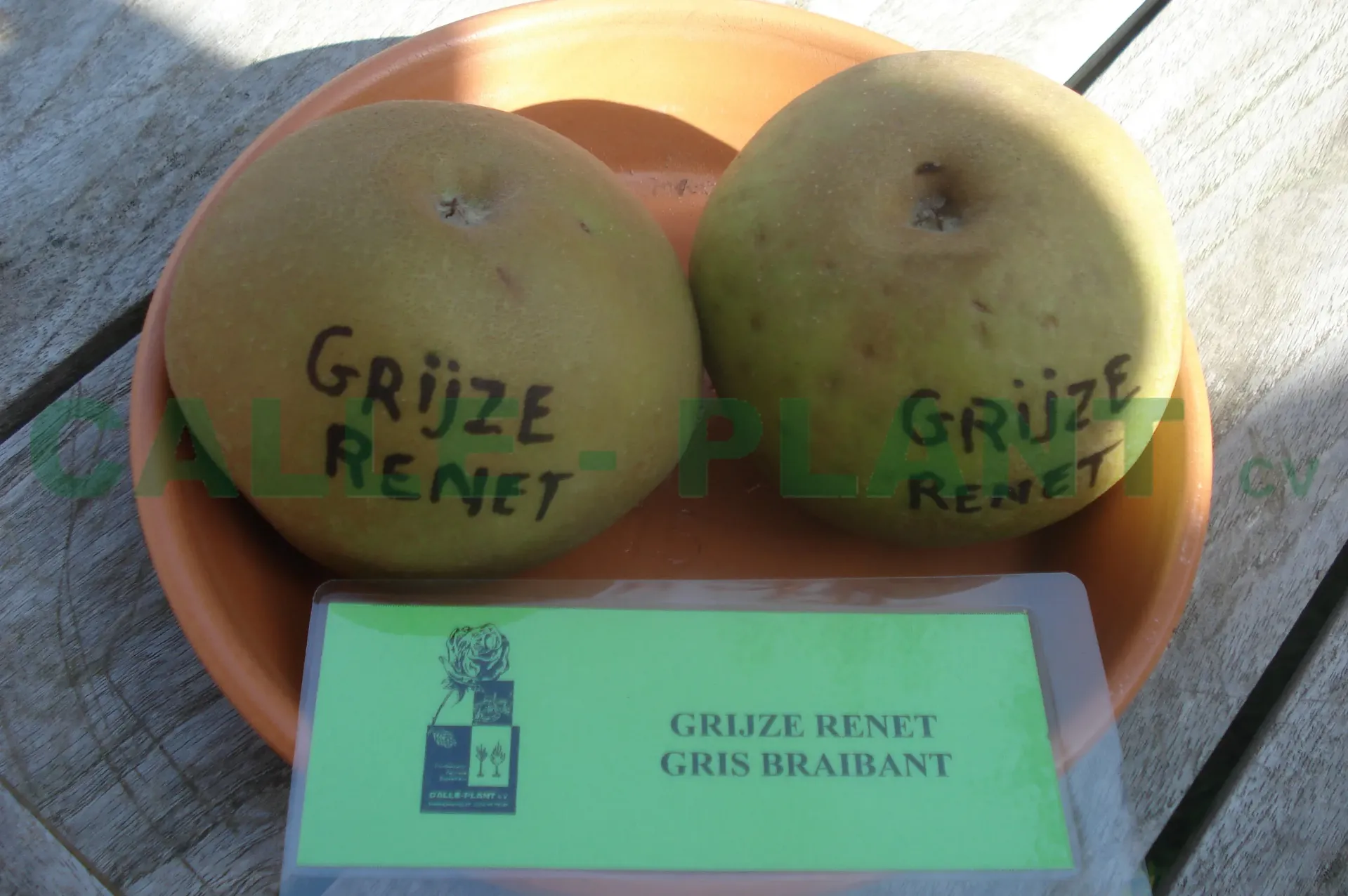 [APRGR29] APPELBOOM  'REINETTE GRISE' RGF LAAGSTAM (M9, Blote wortel)