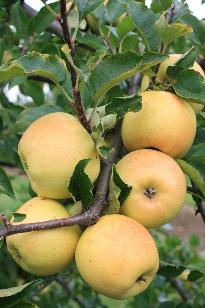 APPELBOOM  SIRIUS (R) JAARSE SNOER