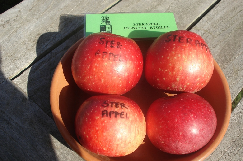 APPELBOOM  'STERAPPEL' LAAGSTAM