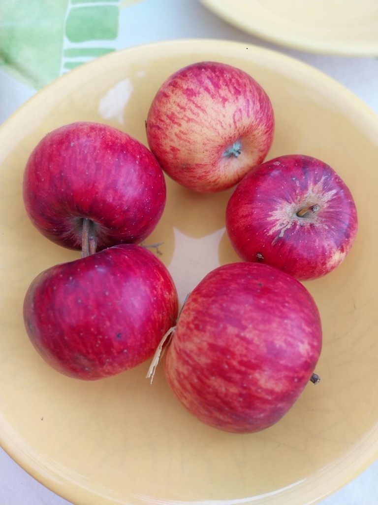 APPELBOOM  'TOPAZ' HOOGSTAM