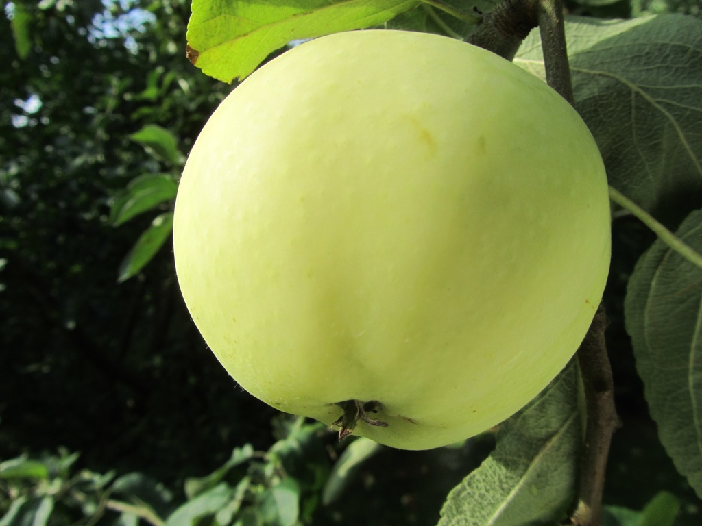 APPELBOOM  OOGSTAPPEL JAARSE SNOER