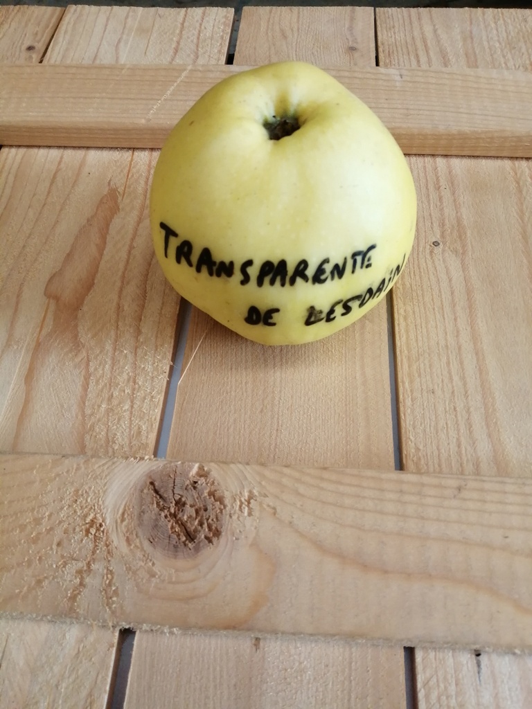 APPELBOOM  'TRANSPARENTE DE LESDAIN' RGF JAARSE SNOER