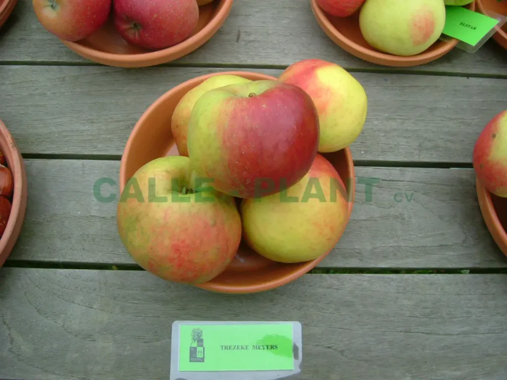 APPELBOOM  'TREZEKE MEYERS' HOOGSTAM