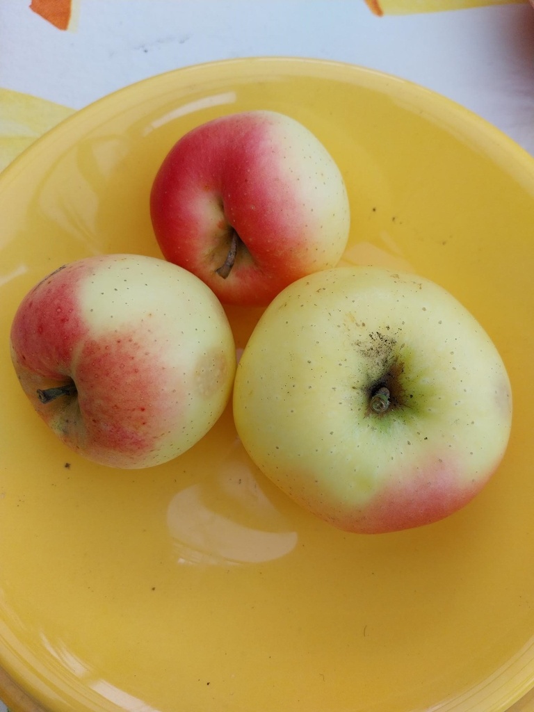 APPELBOOM  'WINTER BANANA' LAAGSTAM