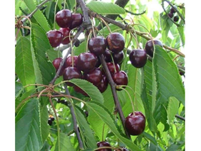 KERSENBOOM 'REGINA' JAARSE SNOER