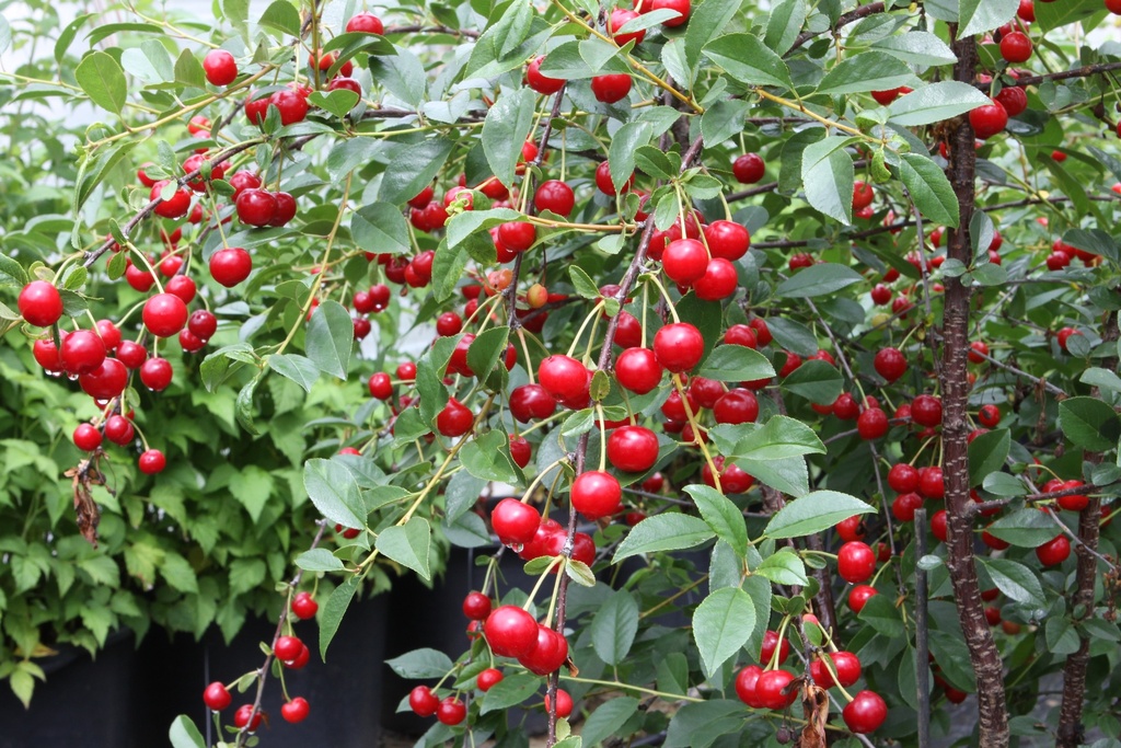 [PCJE3] KERSENBOOM 'CARMINE JEWEL'