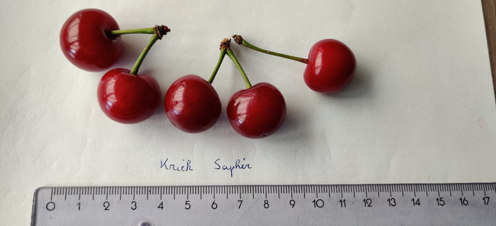 [KRSAH] GRIOTTIER 'SAPHIR' HAUT-TIGE (8-10 cm)