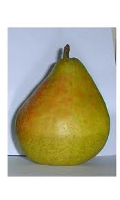 [PEACO2] PERENBOOM 'ANANAS DE COURTRAI' LAAGSTAM (Kwee A, Blote wortel)