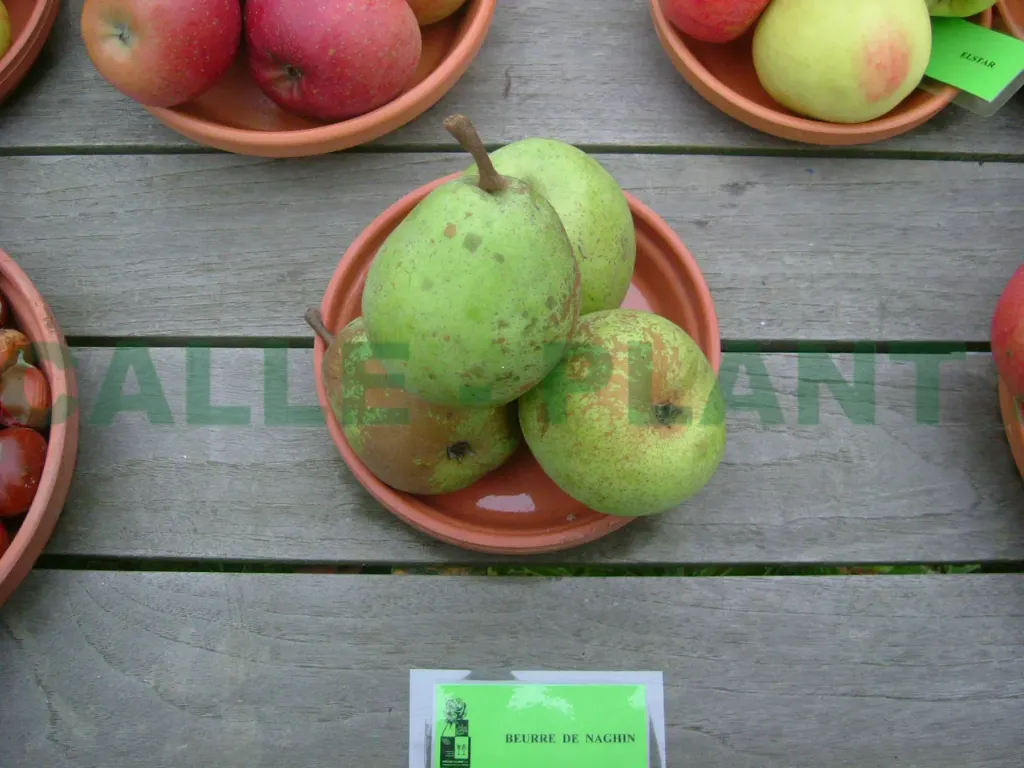 [PEBNAHAK] PERENBOOM 'BEURRE DE NAGHIN' HALFSTAM (Kwee A, Blote wortel, 6-8 cm)