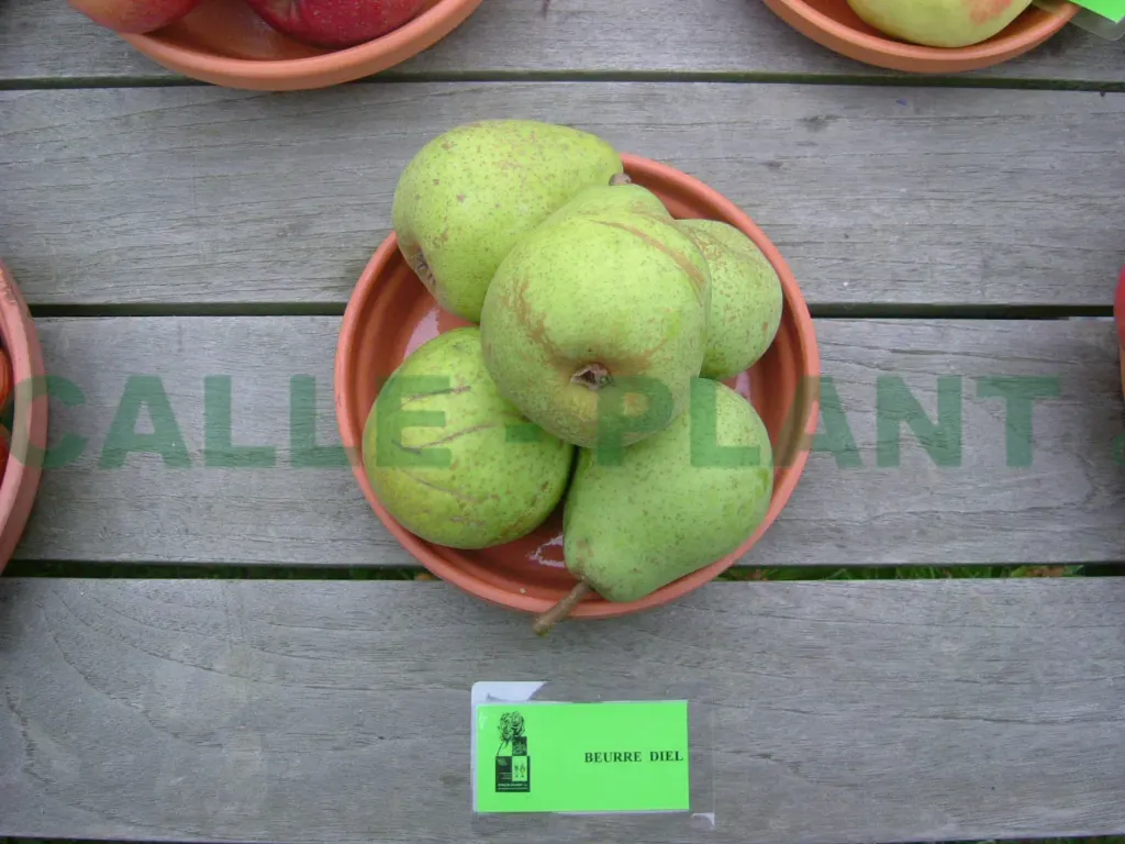 PERENBOOM 'BEURRÉ DIEL' LAAGSTAM