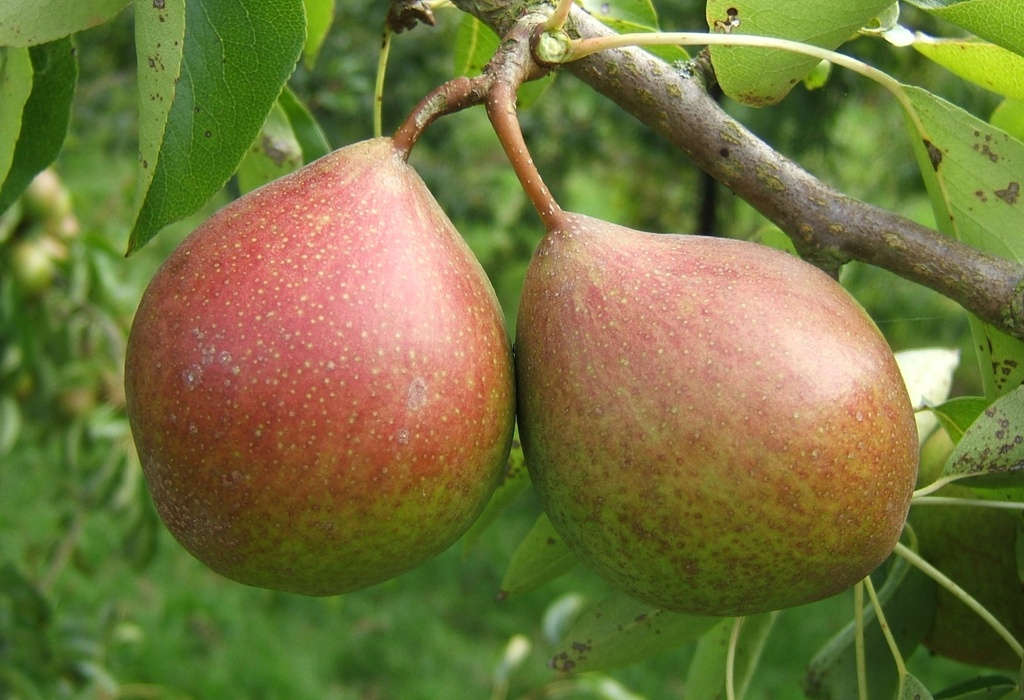 [PEBDILH] PERENBOOM BEURRE DILLY RGF HOOGSTAM (8-10 cm)