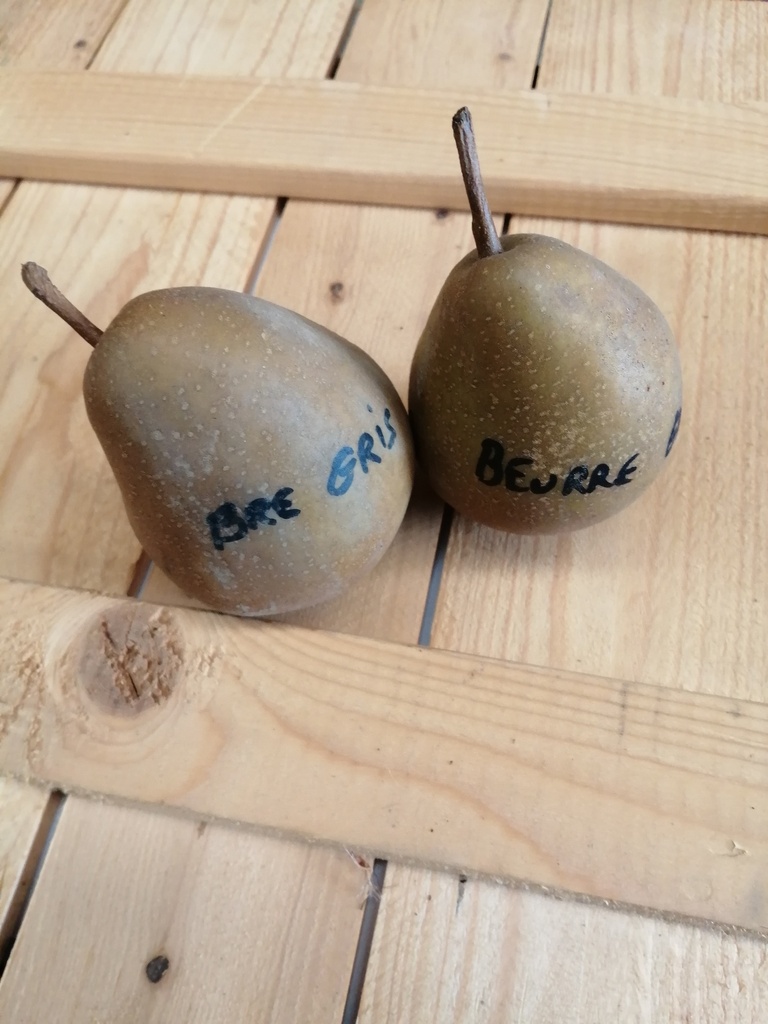 PERENBOOM 'BEURRÉ GRIS' HALFSTAM
