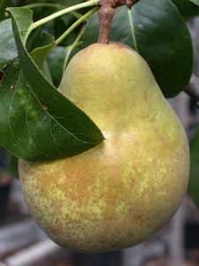 PERENBOOM 'BEURRÉ HARDY' LAAGSTAM
