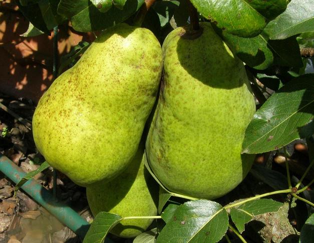 [PEBLE1K] POIRIER 'BEURRÉ LEBRUN' SCION D'UN AN (Kwee A)