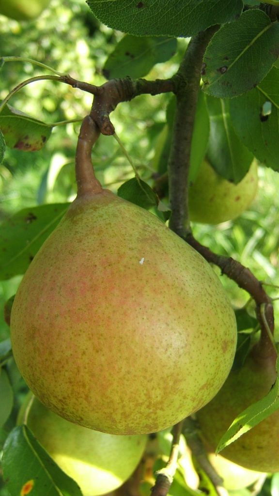 PERENBOOM 'BEURRÉ SUPERFIN' LAAGSTAM
