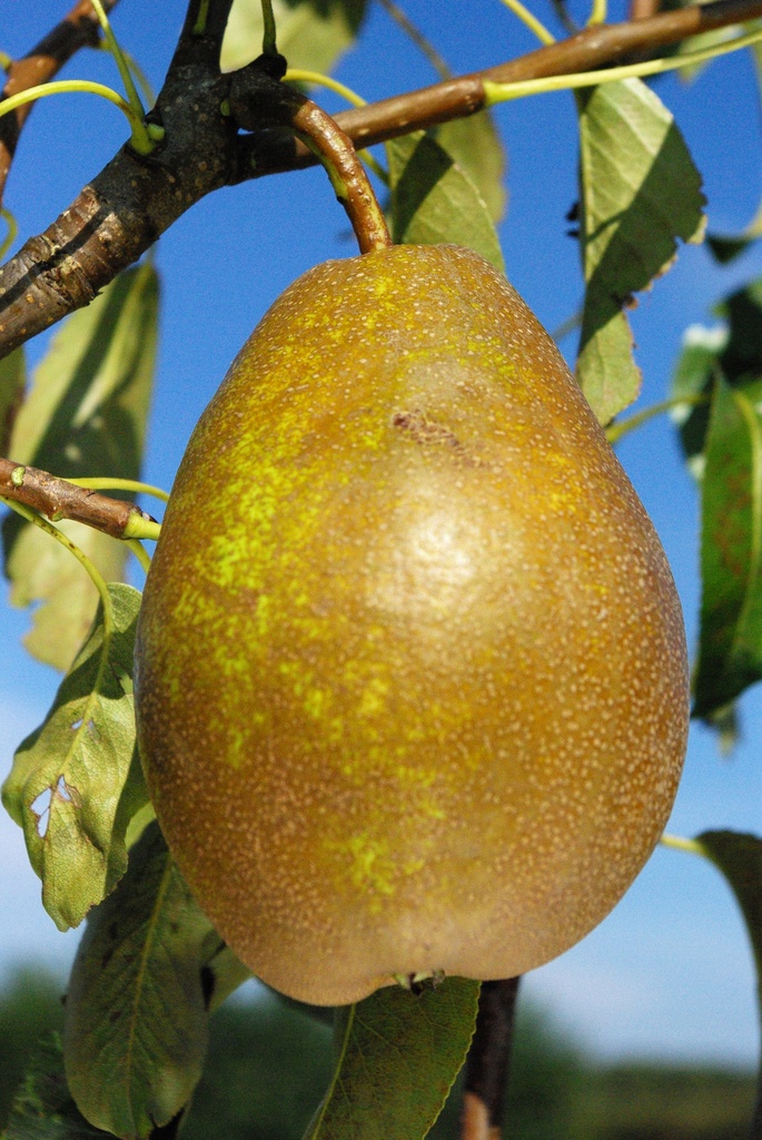 [PEBENHAK] PERENBOOM 'BRONZE D'ENGHIEN' RGF HALFSTAM (Kwee A, Blote wortel, 6-8 cm)