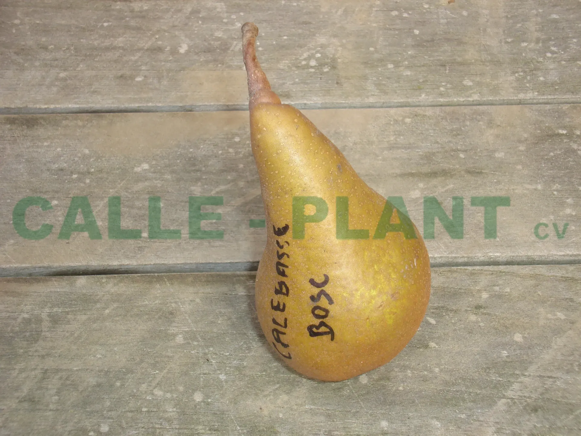 [PECBOHAK] PERENBOOM 'CALEBASSE BOSC' HALFSTAM (Kwee A, Blote wortel, 6-8 cm)