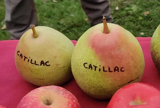 [PECAH] PERENBOOM 'CATILLAC' HOOGSTAM (8-10 cm)