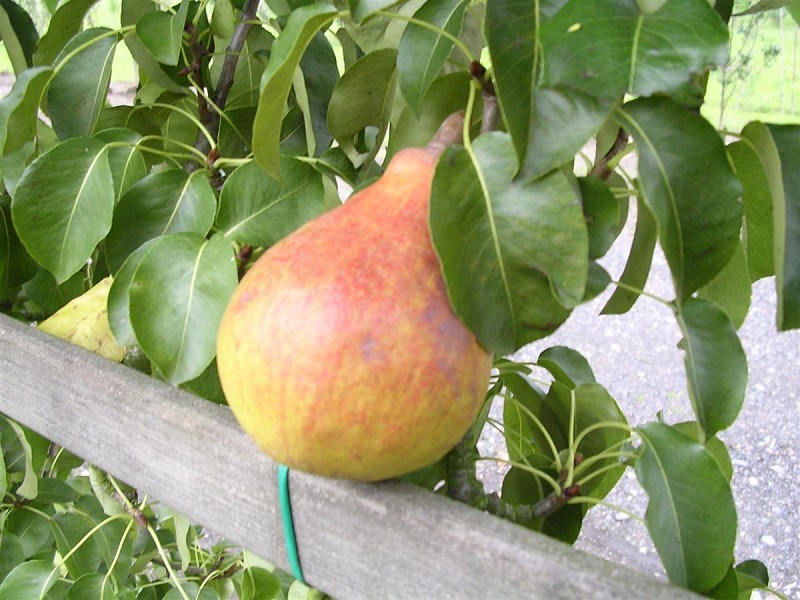 [PECFAH] POIRIER 'CLAPP'S FAVOURITE' HAUT-TIGE (8-10 cm)