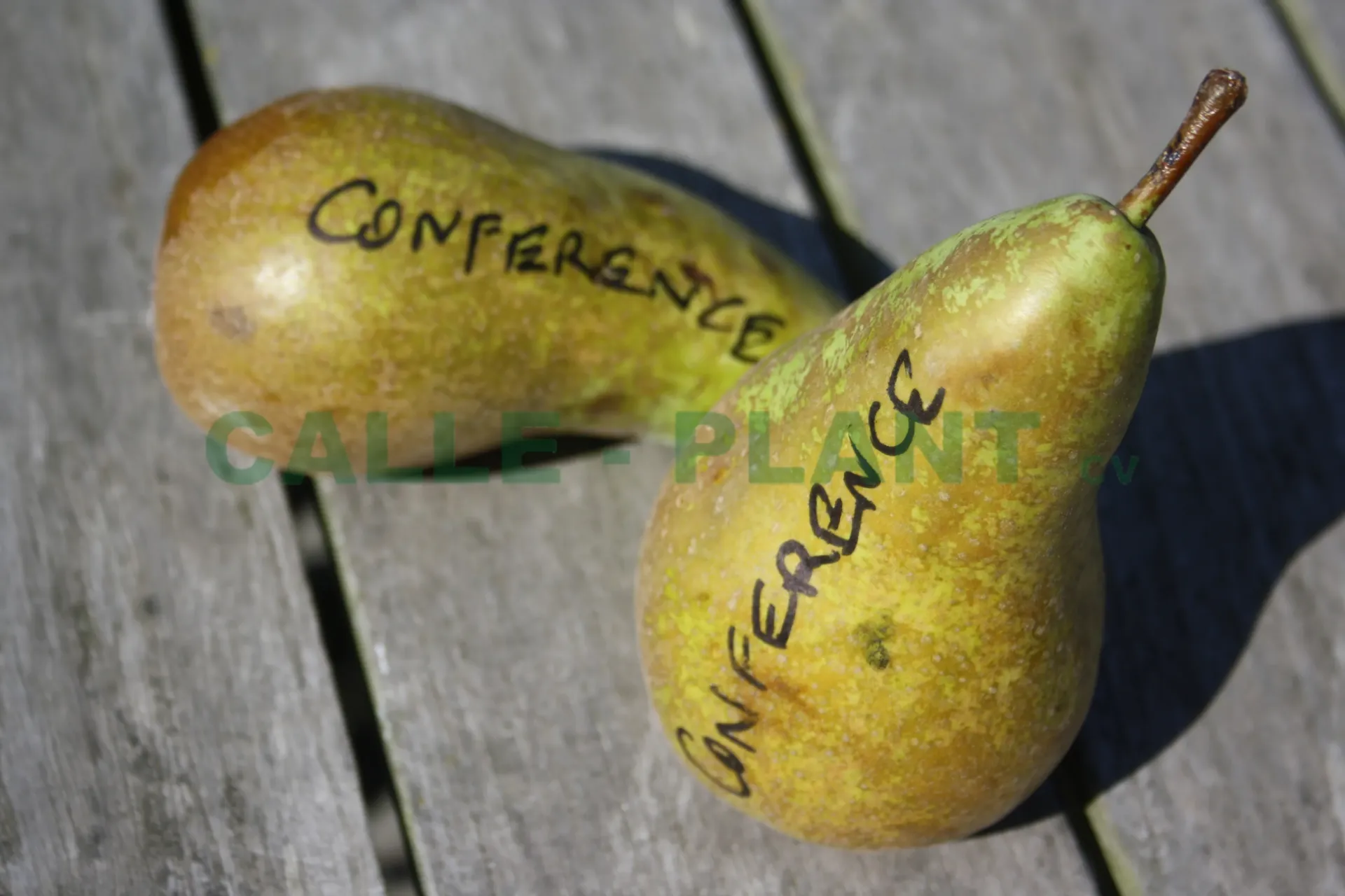 [PECOH] PERENBOOM 'CONFERENCE' HOOGSTAM (8-10 cm)