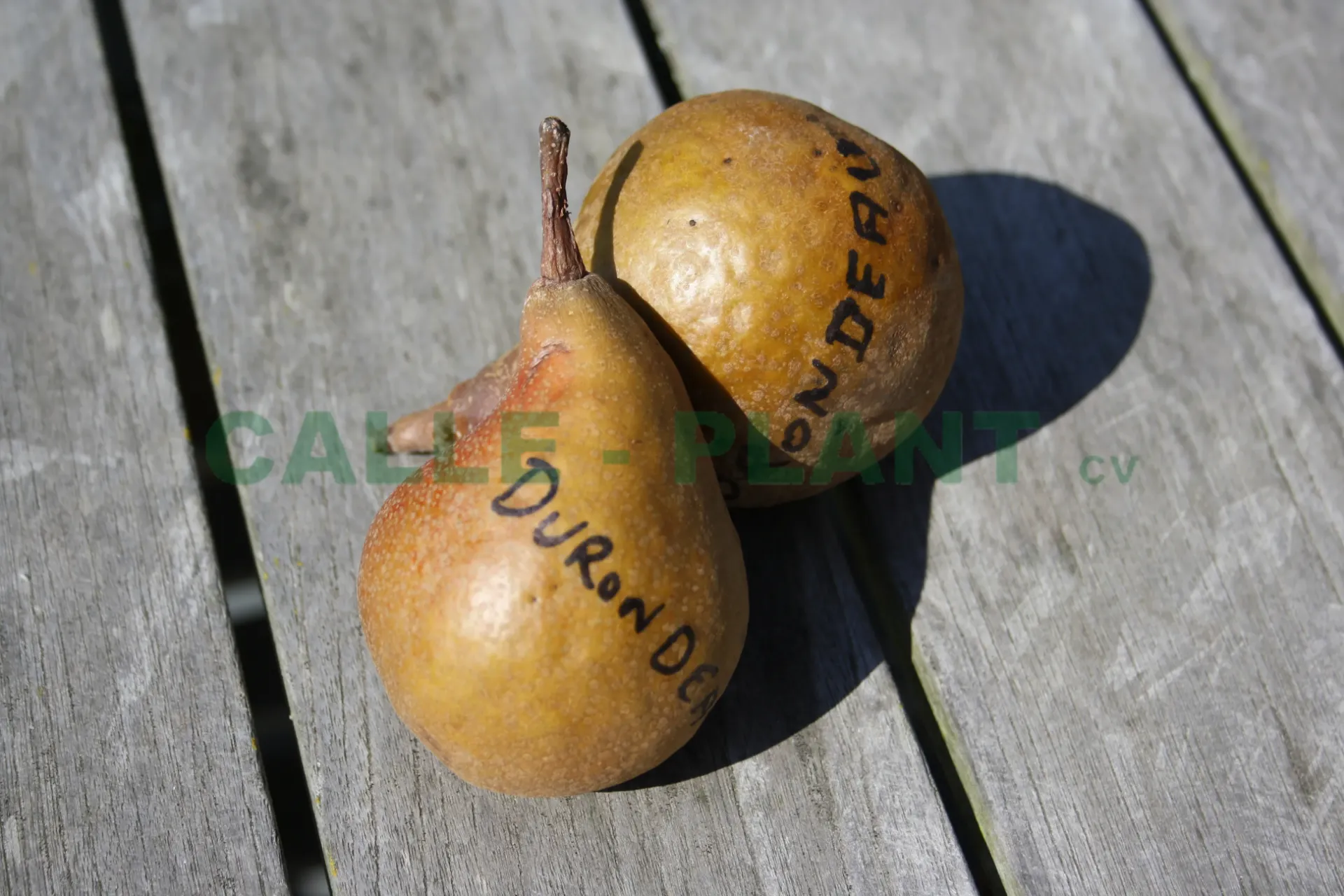 [PEDUH] PERENBOOM 'DURONDEAU' HOOGSTAM (8-10 cm)