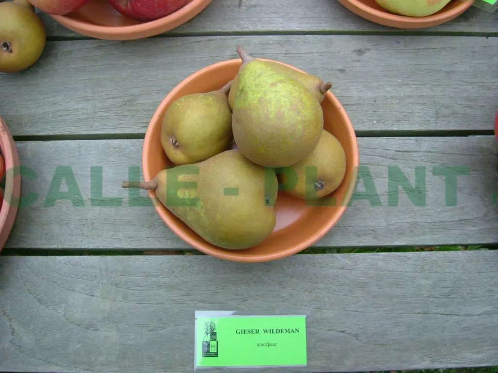 PERENBOOM 'GIESER WILDEMAN' LAAGSTAM