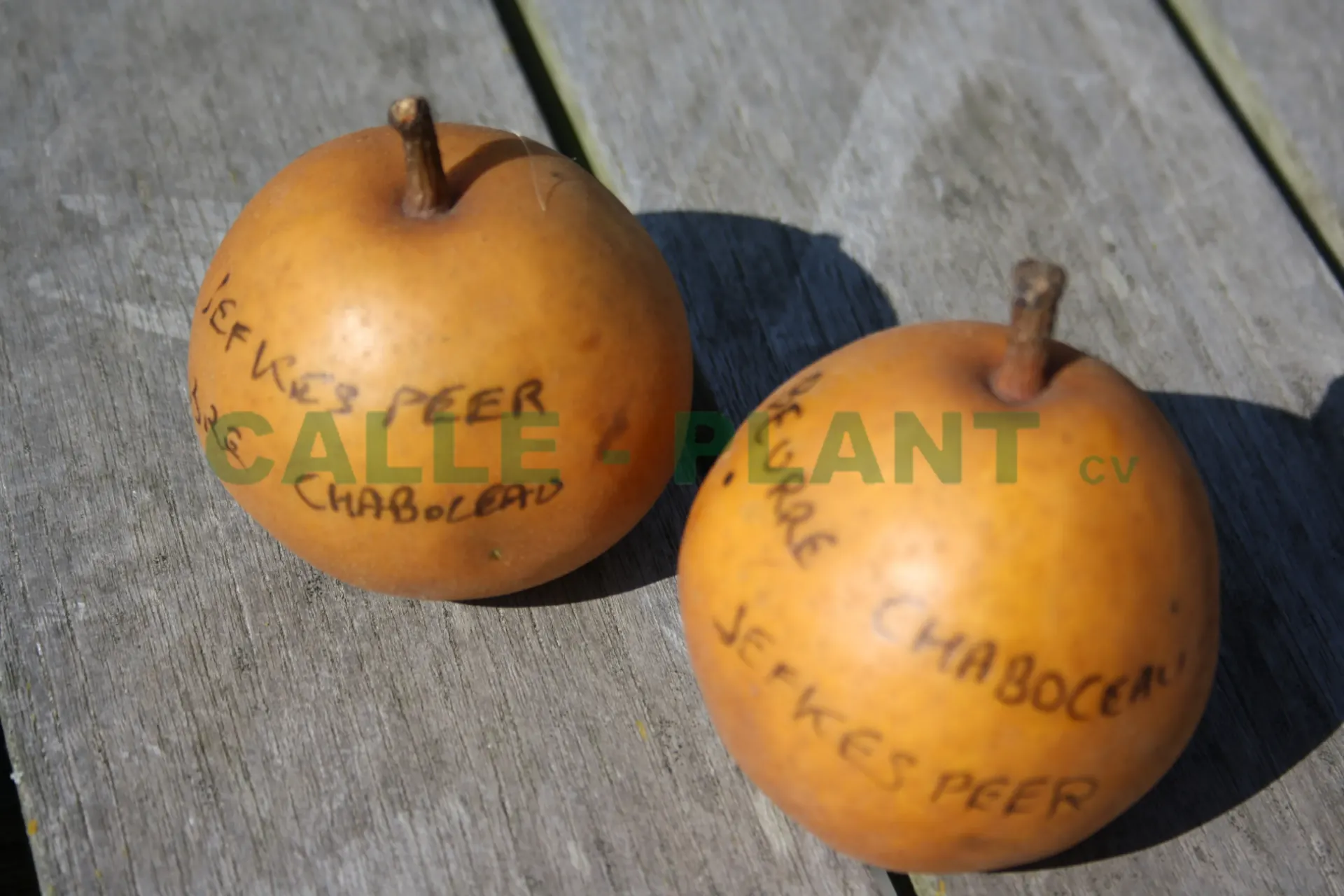 PERENBOOM 'JEFKESPEER' HOOGSTAM