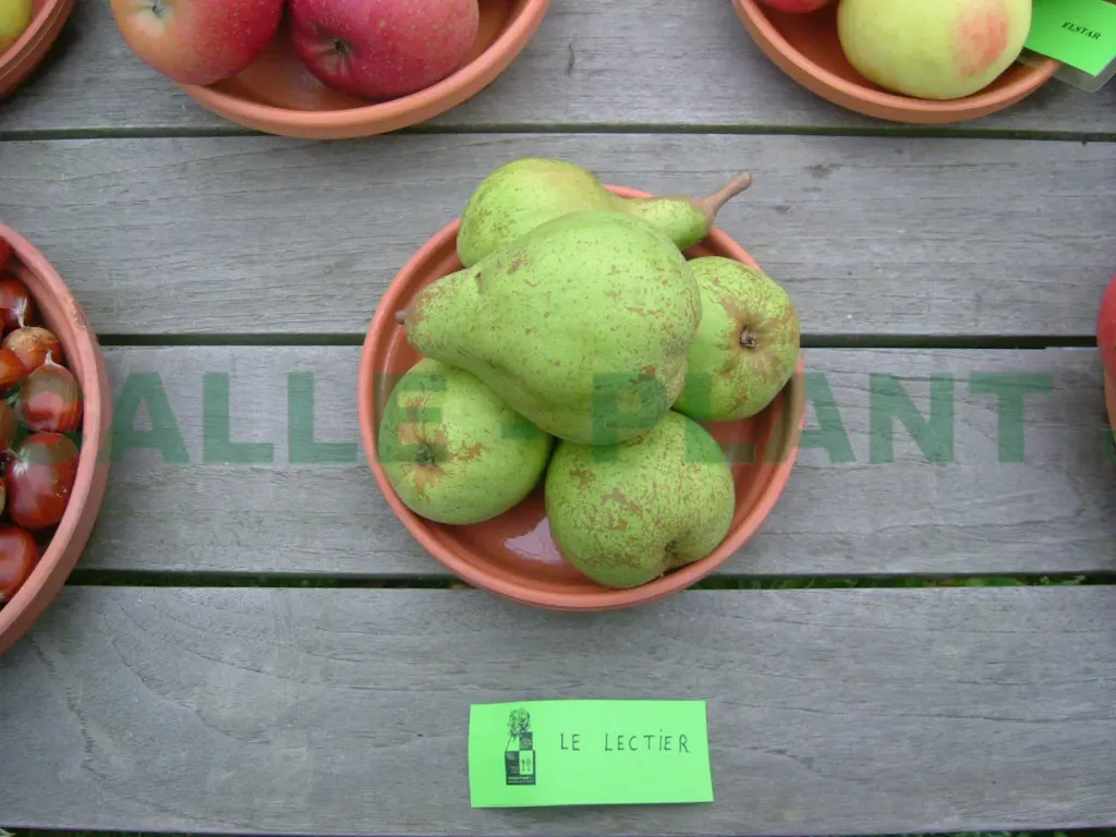 PERENBOOM 'LECTIER' HOOGSTAM