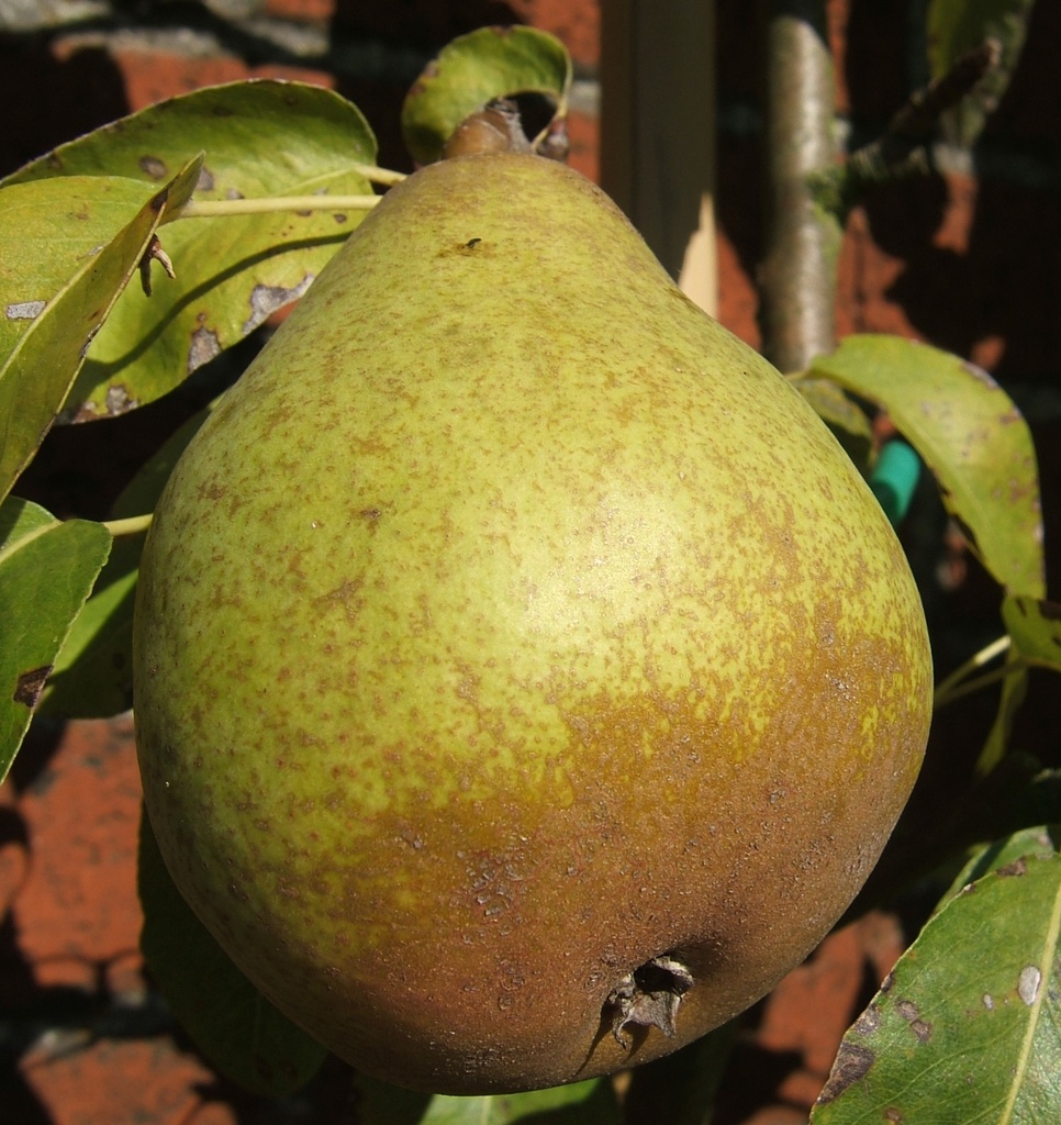 PERENBOOM 'MADAME GREGOIRE' RGF LAAGSTAM