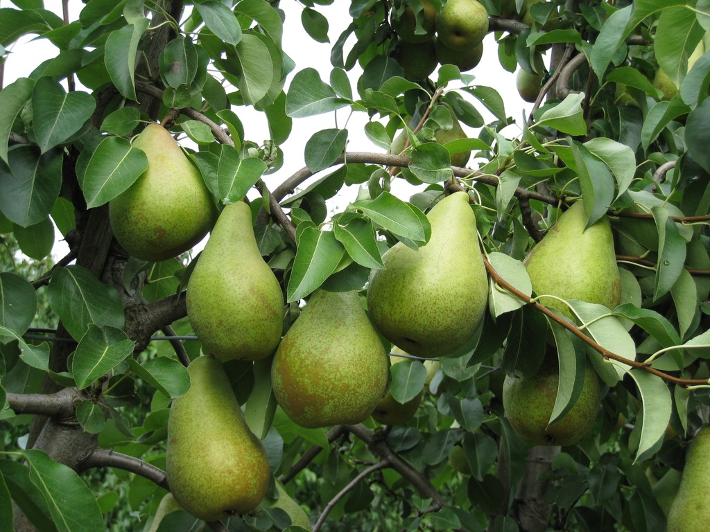 PERENBOOM NOVEMBRA (R) HALFSTAM
