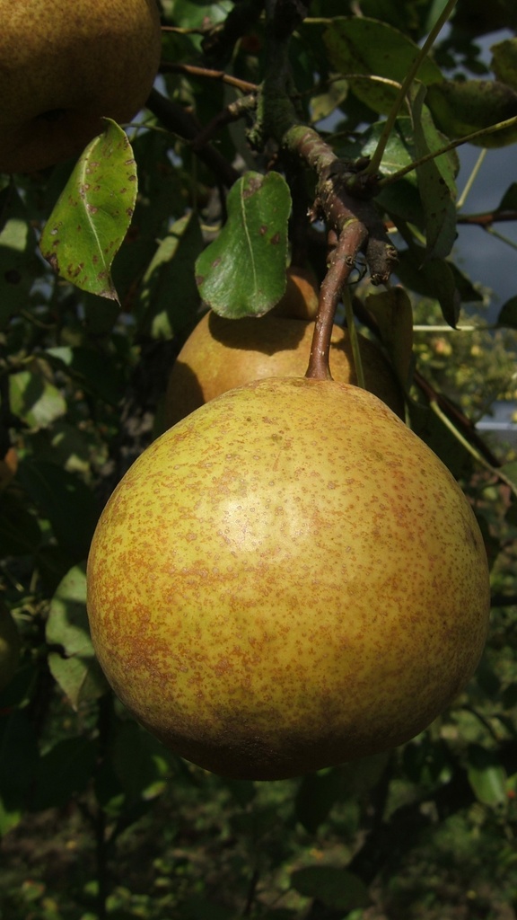 PERENBOOM POIRE DE GROS RGF LAAGSTAM
