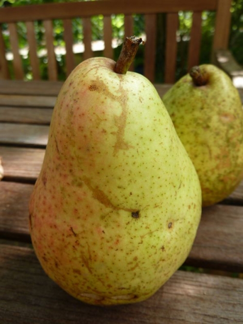 [PEPTRH] PERENBOOM 'PRÉCOCE DE TRÉVOUX' HOOGSTAM (8-10 cm)