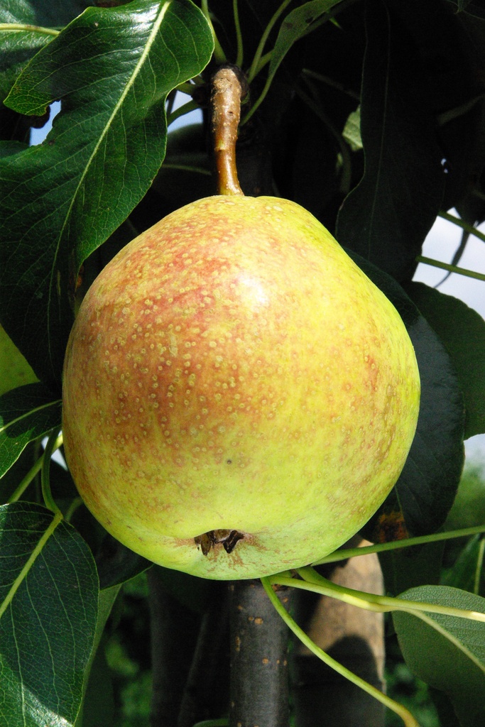 [PEPHEH] PERENBOOM 'PRECOCE HENIN' RGF HOOGSTAM (8-10 cm)