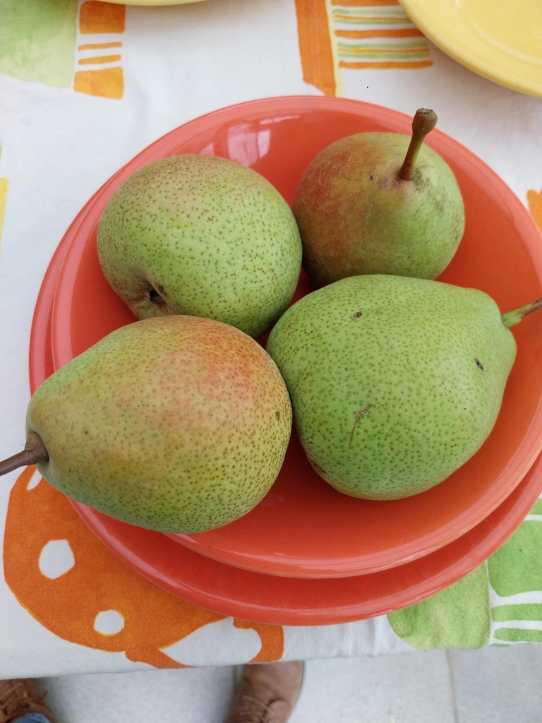 [PESREH] PERENBOOM 'SAINT REMY' HOOGSTAM (8-10 cm)