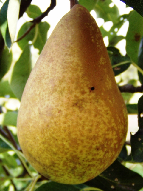 [PETVIH] POIRIER 'TRIOMPHE DE VIENNE' HAUT-TIGE (8-10 cm)